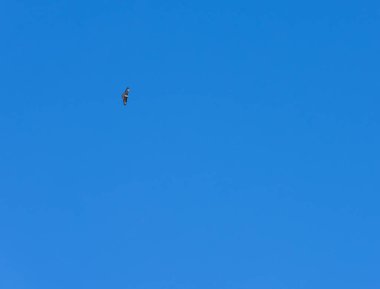 Mavi gökyüzünde süzülen bir kartal.