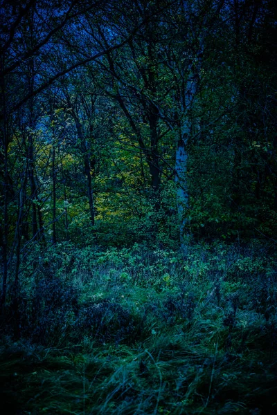 Widok Ciemne Krzewy Drzewa Ciemnoniebieskim Zielonym — Zdjęcie stockowe
