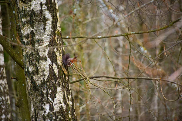 红松鼠 Sciurus Vulgaris 坐在树枝上 — 图库照片