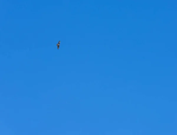 Aigle Qui Vole Haut Dans Ciel Bleu — Photo