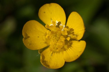 Bir çayır çiçeğinin ayrıntıları (Ranunculus acris)