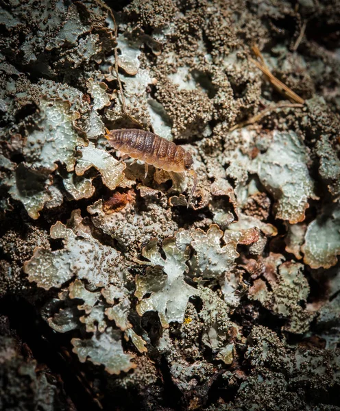 Eski Bir Kütüğün Üzerinde Sürünen Bir Tespih Böceği Oniscidea — Stok fotoğraf