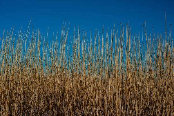 Canne marroni che si estendono verso il cielo .. — Foto Stock