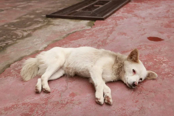 White Furry Street Dog Having One Red Eye Lying Ground — Stock Photo, Image
