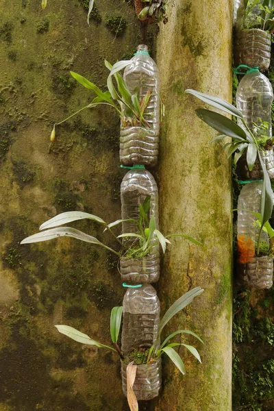 Kleine Pflanzen Die Gebrauchten Mineralwasserflaschen Gehalten Und Gezüchtet Werden — Stockfoto