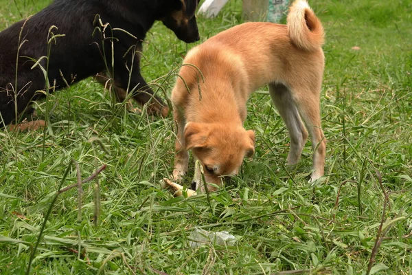 Two mountain street dog playing with a bone on the grass ground, Sikkim, India