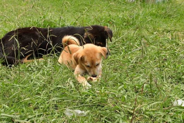Двоє Гірських Вуличних Собак Бавляться Кісткою Траві Сіккім Індія — стокове фото