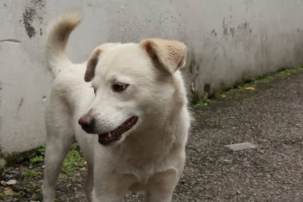 A Furry White mountain street dog in, Sikkim, India standing on the road