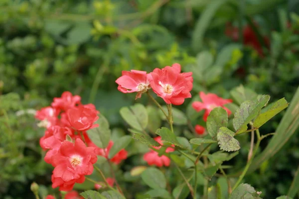 庭の赤い白い花のクローズアップショット — ストック写真