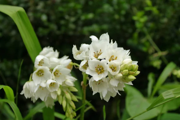 Zdjęcia Bliska Białymi Kwiatami Ogrodzie — Zdjęcie stockowe