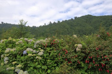 Renkli çiçekli çalılar ve arkasında dağ