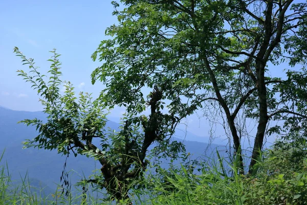 Horská Krajina Slunečného Dne Zelenými Rostlinami Stromy Sikkim Indie — Stock fotografie