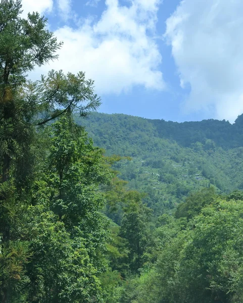 Horská Krajina Slunečného Dne Zelenými Rostlinami Stromy Sikkim Indie — Stock fotografie