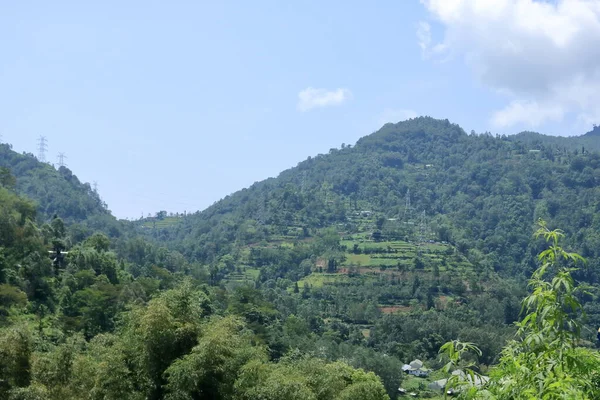 Hegyi Táj Egy Napsütéses Napon Zöld Növények Fák Sikkim India — Stock Fotó