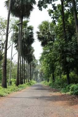 Güneşli bir günde, yüksek palmiye ağaçlarının arasından geçen beton bir yol.