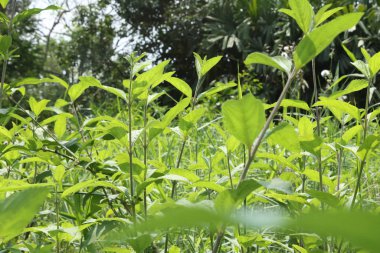 Ormanda güneş ışığı altında yeşil yapraklı küçük bitkiler