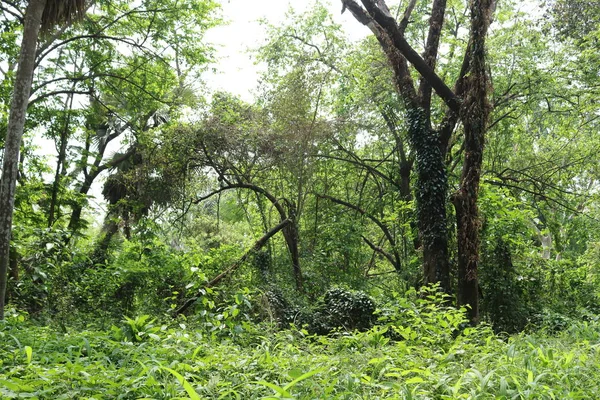 Big Trees Dense Creepy Forest Daytime Sunlight — 스톡 사진