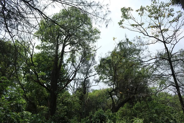 Μεγάλα Δέντρα Στο Πυκνό Δάσος Ένα Ανατριχιαστικό Περιβάλλον Κάτω Από — Φωτογραφία Αρχείου