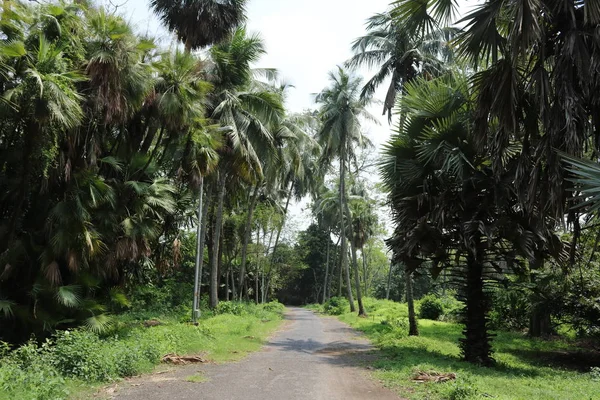 Palmiye Diğer Ağaçlar Arasındaki Ormandan Geçen Beton Yol — Stok fotoğraf