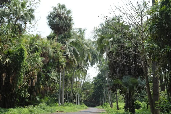 Concrete Road Forest Palm Trees Sunlight Forest — 스톡 사진