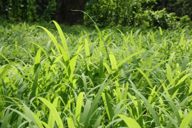Ormandaki uzun yeşil çimlerin arasından yakından çekiliyor.