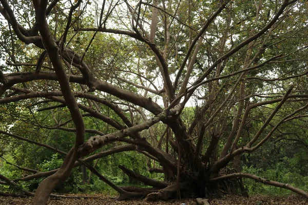 Creepy Big Old Dead Tree Forest Bare Branches — 스톡 사진