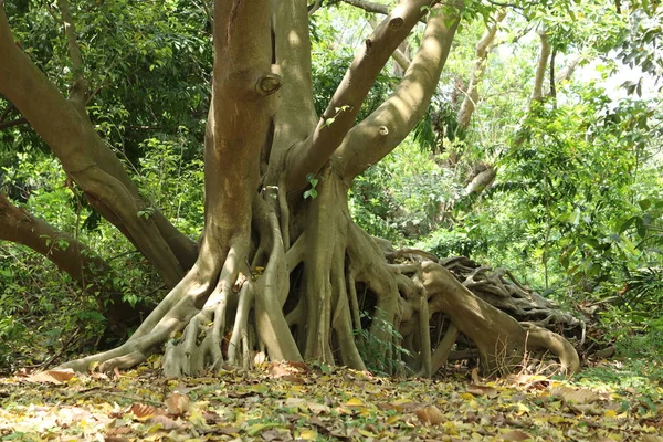 Trunk Big Old Tree Forest Fallen Leaves Ground — 스톡 사진