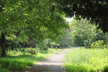 Uzun ve sık ağaçların ve otların arasında bir patika.