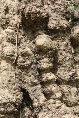 Çok eski ve büyük ağaç gövdesi kabuğu. Güneş ışığının altında yakın çekim.