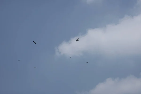 Falchi Che Volano Nel Cielo Blu Con Nuvole Bianche Giorno — Foto Stock