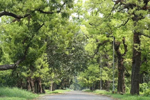 Betonnen Eenzame Weg Door Hoge Bomen Dicht Bos Een Zonnige — Stockfoto
