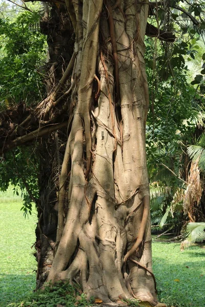 Very Old Big Tree Trunk Bark Forest Sunlight — 스톡 사진