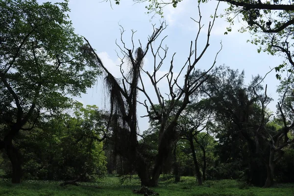 Creepy Big Dead Old Tree Forest Surrounding Other Trees — 스톡 사진