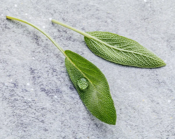Primeros planos hojas de salvia fresca sobre fondo de piedra. Medicamentos alternativos — Foto de Stock