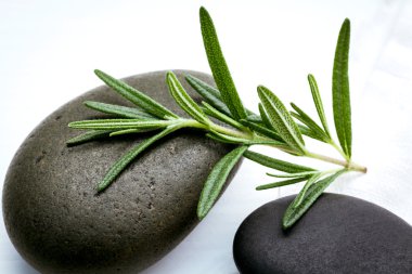 Close up branch of fresh rosemary on spa stone  setup on white w clipart