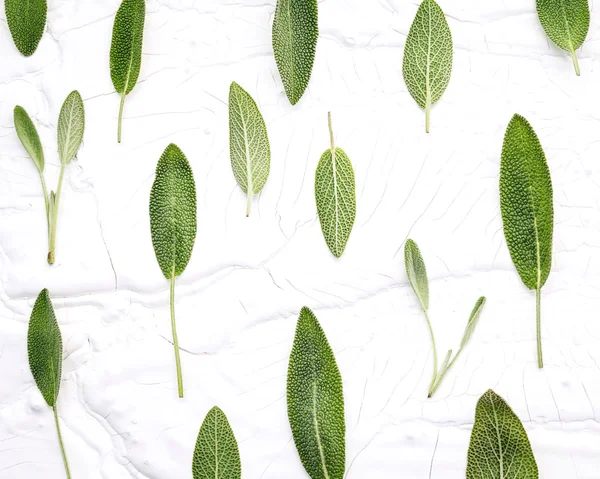 Primeros planos hojas de salvia fresca sobre fondo de madera blanca. Suplente — Foto de Stock