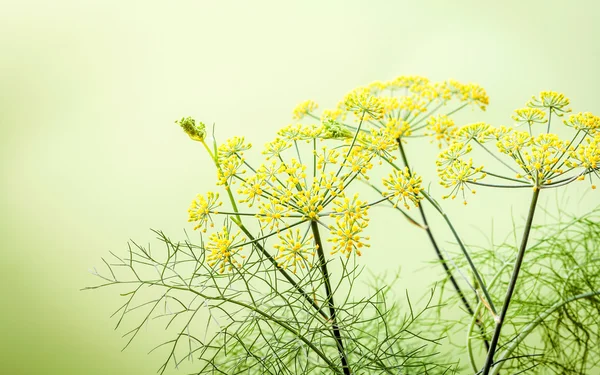 밝은 녹색 배경에 회 향의 꽃이 만발한 분기를 닫습니다. S — 스톡 사진