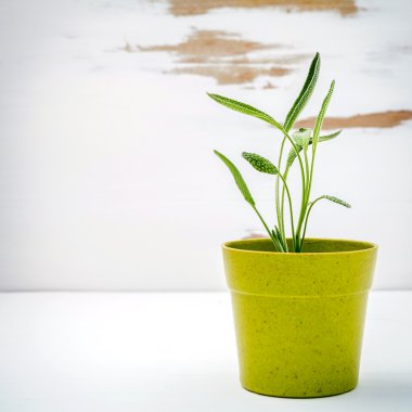 Taze adaçayı beyaz eski püskü ahşap arka plan üzerinde saksı. Adaçayı plante