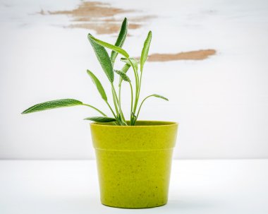 Taze adaçayı beyaz eski püskü ahşap arka plan üzerinde saksı. Adaçayı plante