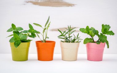 Çeşitli renkli Bahçe otlar ile beyaz eski püskü saksı 