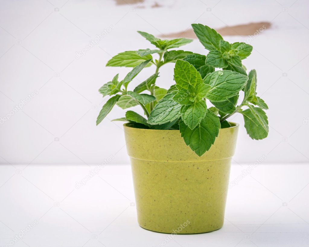 Fresh peppermint potted on white shabby wooden background. Peppe
