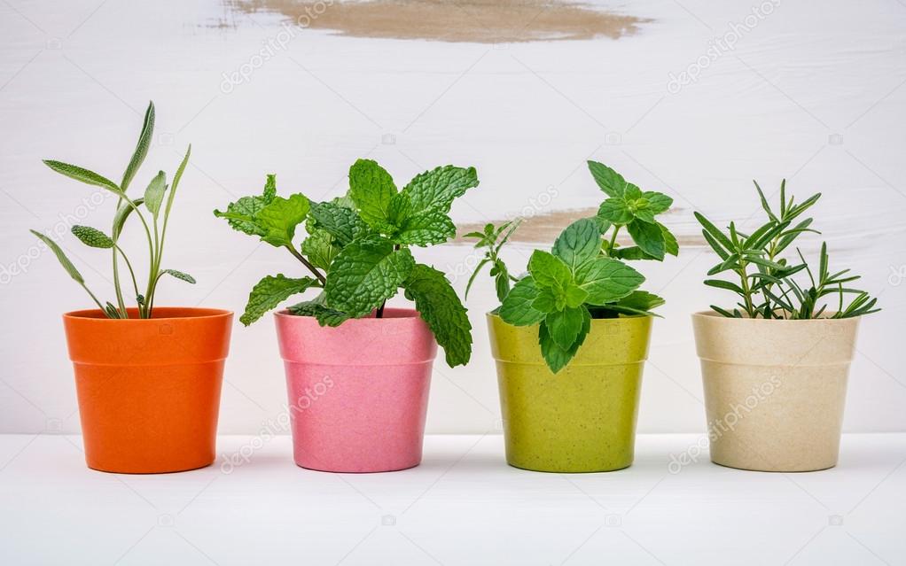 Various kinds of colorful potted garden herbs with white shabby 