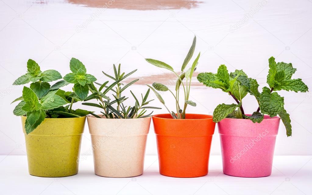 Various kinds of colorful potted garden herbs with white shabby 