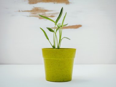 Taze adaçayı beyaz eski püskü ahşap arka plan üzerinde saksı. Adaçayı plante