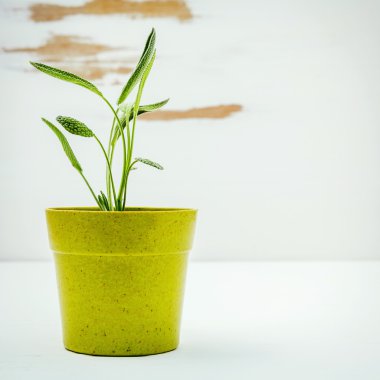 Taze adaçayı beyaz eski püskü ahşap arka plan üzerinde saksı. Adaçayı plante