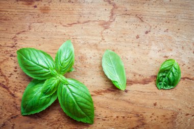 Taze fesleğen eski püskü teak ahşap arka plan üzerinde bırakır. Tatlı b