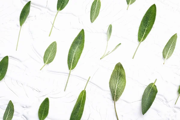 Primeros planos hojas de salvia fresca sobre fondo de madera blanca. Suplente — Foto de Stock