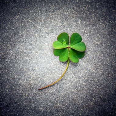 Clovers leaves on Stone .The symbolic of Four Leaf Clover the fi clipart