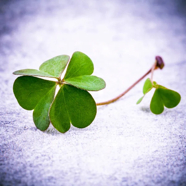 Klöver blad på stenen. Det symboliska av fyra blad klöver på fi — Stockfoto