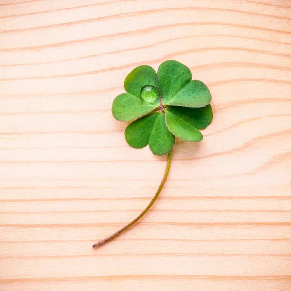 Liści koniczyny na podłoże drewniane. Symboliczne Four Leaf Clover fi — Zdjęcie stockowe